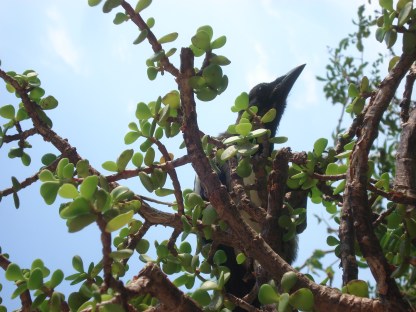 Cronaca del viaggio in una terra sconosciuta tra immagini e parole