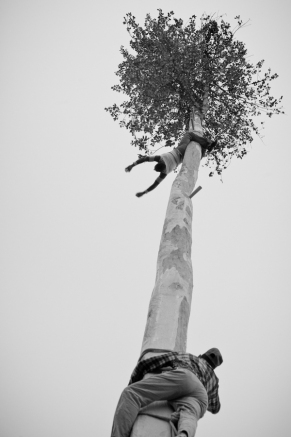 Accettura, Festa del Maggio